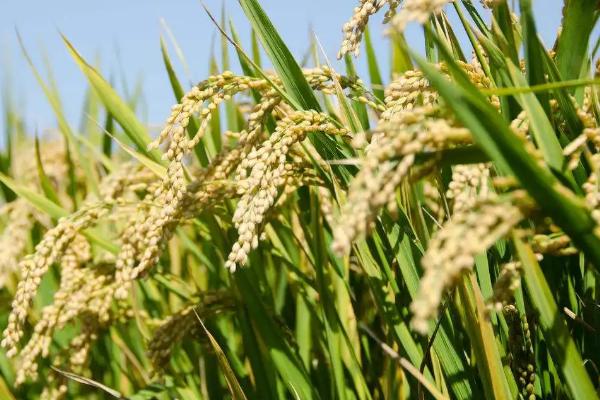 新两优343水稻品种的特性，每亩有效穗数15.5万穗