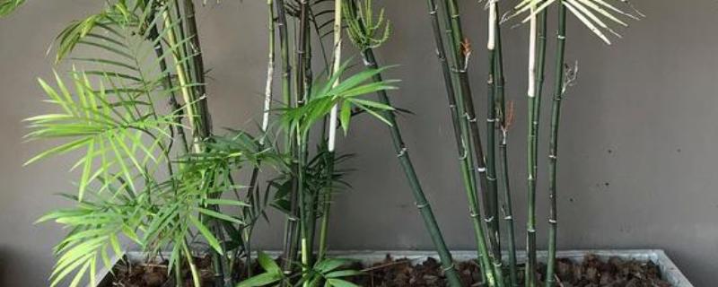 北方地区如何养殖竹子，夏季每天浇一次水
