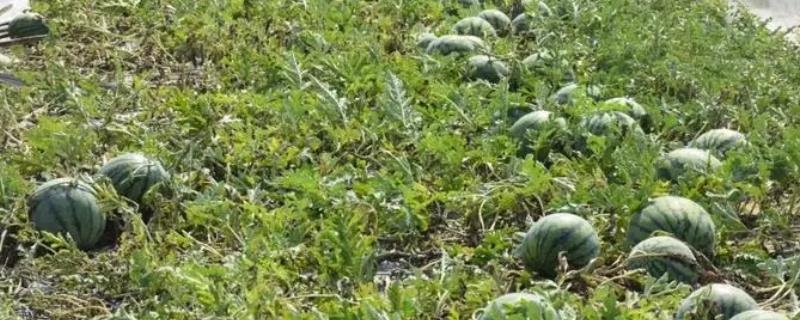 晚西瓜的种植方法，夏季的6-7月份种植为佳