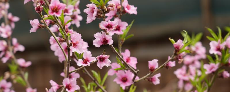 有哪些粉红色的花，常见的有桃花、梅花、海棠花等