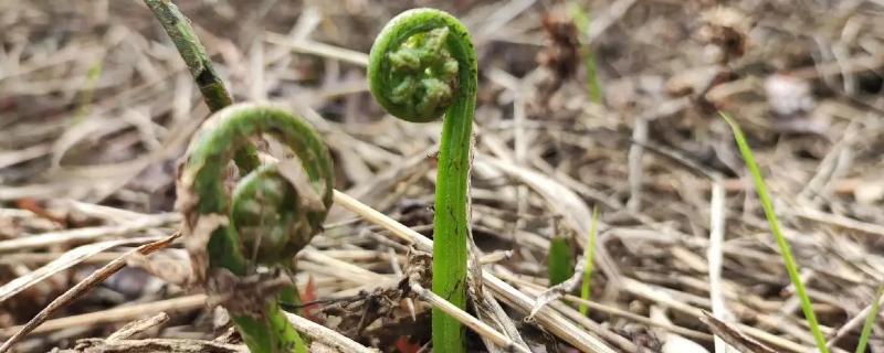 有哪些野菜，常见的有水芹菜、车前草、蕨菜等