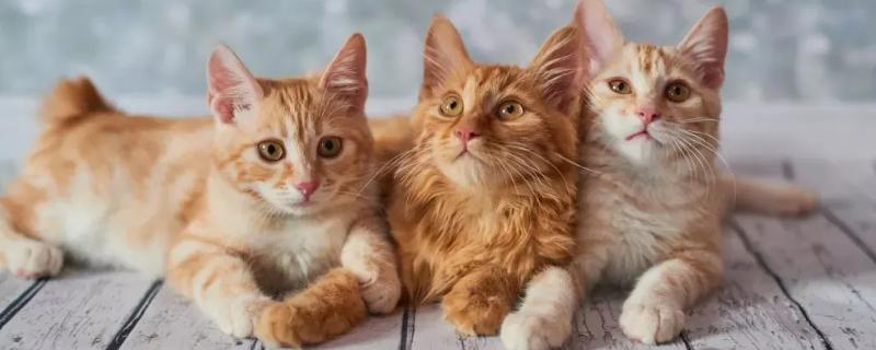 怎么选猫咪感冒药，一定要选择吸收、药效快的感冒药