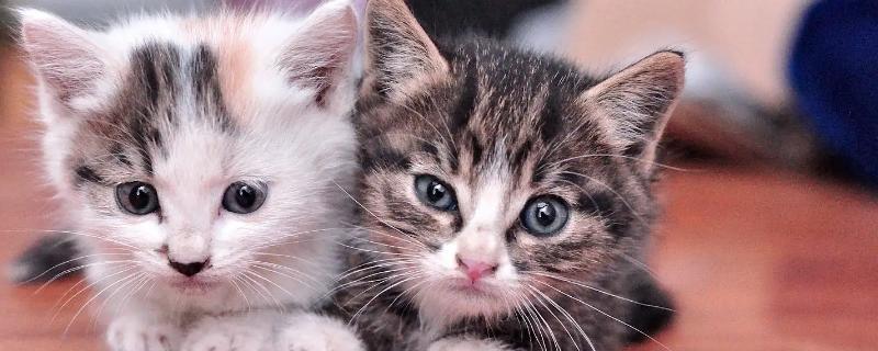 猫多久驱虫一次，建议1个月做一次体外驱虫