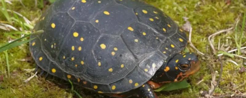 星点水龟能长多大，成年之后的身体长度会在14厘米左右