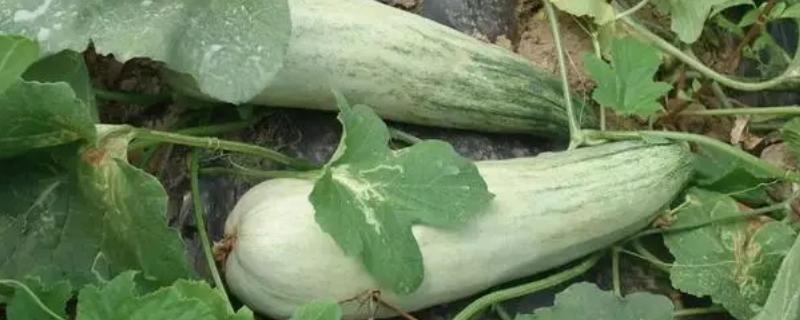 露天种植羊角蜜的方法，可以在3-4月份进行