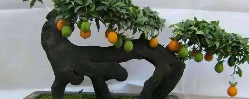 金弹子的栽培与管理办法，瓦盆或陶盆作为栽培的容器为佳