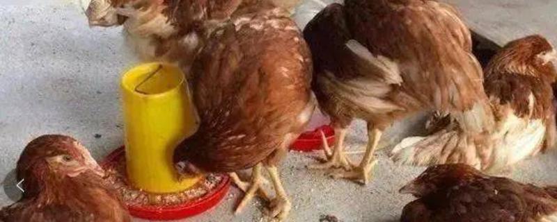 鸡的采食量为什么会下降，主要有以下4个因素