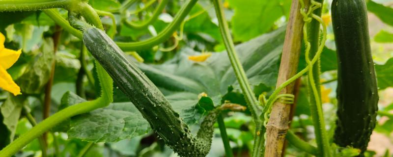 2月适合种植哪些菜，适合种植黄瓜、菠菜、胡萝卜等
