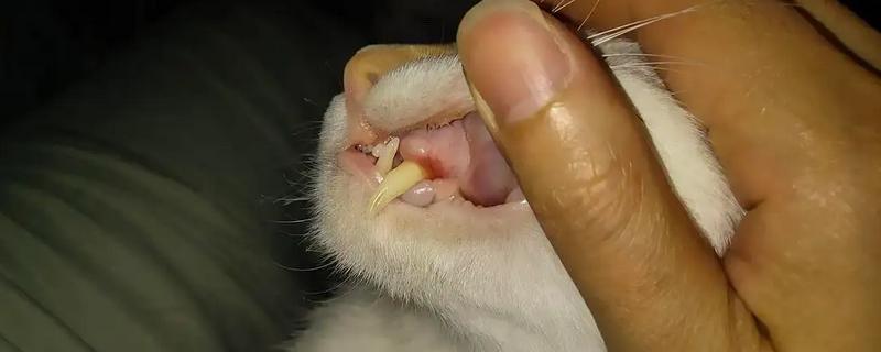 引起猫咪口炎的原因 ，通常是由不洁的牙齿引起的