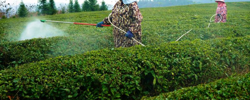 茶苗除草剂有哪些，可以选用克无踪和草甘磷等除草剂