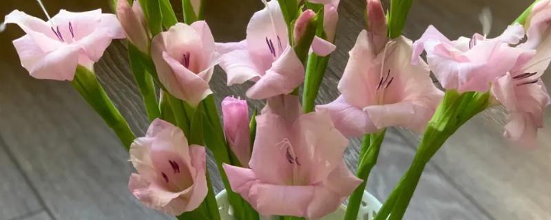 形容女子坚韧的植物种类，常见的有剑兰、梅花等