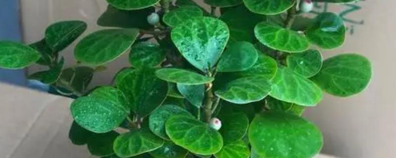 怎么养小叶菩提树，最适合生长的温度在15-25度