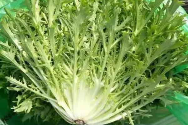 苦菊多少钱一斤，4块钱左右一斤