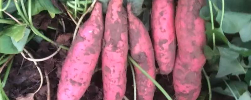 红薯什么时候成熟，通常为7-11月份成熟