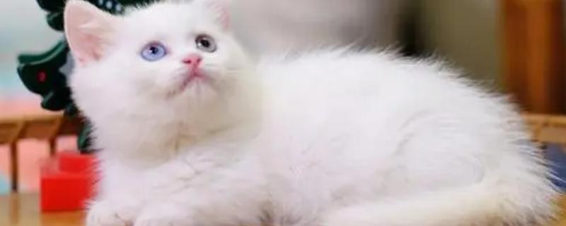 纯白异瞳猫的相关介绍，属于狮子猫品种、双眼分别呈黄色和蓝色