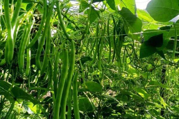 怎么通过施肥提高豆类蔬菜的产量，以下3点要做好