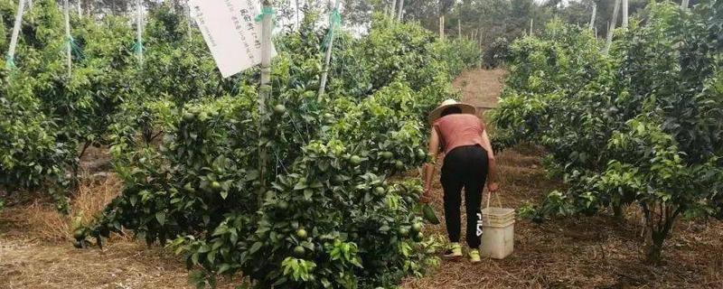 沃柑十月份施哪种肥料，可以施加叶面肥