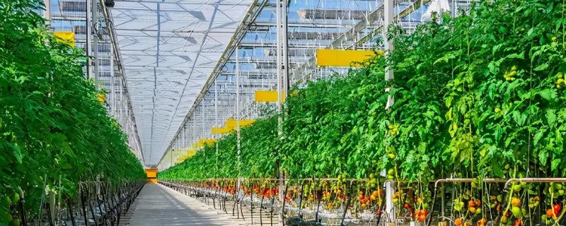 如何减少温室病虫害，首先尽量种植抗病的品种