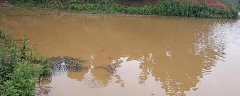 暴雨洪灾后的池塘如何处理，首先要修复池塘破损的地方