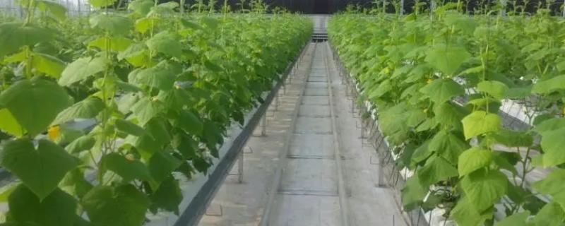 哪些植物适合无土栽培，生菜、水芹、茉莉等常见的蔬菜和花卉均比较适合