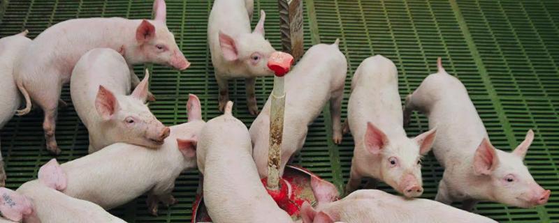 养猪最怕什么，最怕低温、潮湿等