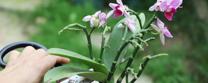 蝴蝶兰生长花箭时间，一般在9-11月份长花箭