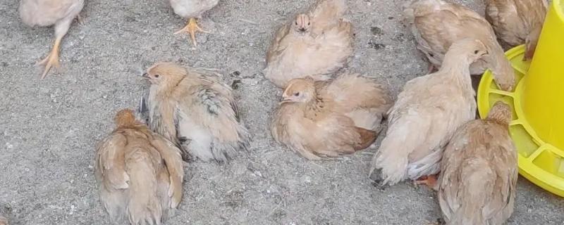 小鸡能不能和大鸡混养，养在一起容易抢食且效果不佳