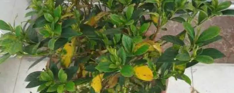 木槿叶子发黄的补救方法，需要及时为其断水