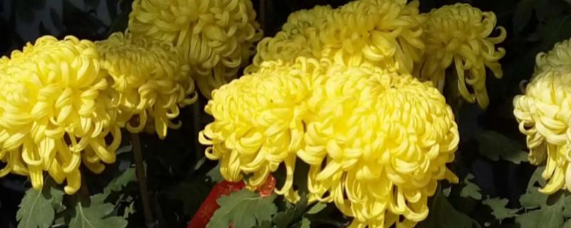 怎么给菊花换盆，可以选在每年的春秋两季进行