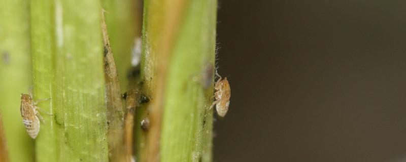 我国农业的病虫害特点，稻飞虱、稻瘟病等发频率较高