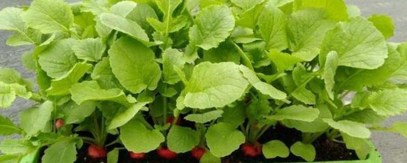 适合新手花盆种植的蔬菜，可以选择种樱桃萝卜、辣椒等