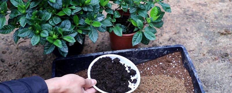 养殖栀子花的配土方法，可将相同比例的泥炭土和沙壤土混合使用