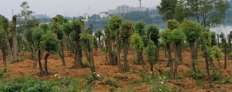 樟树移植要点，小苗的移栽成活率更高