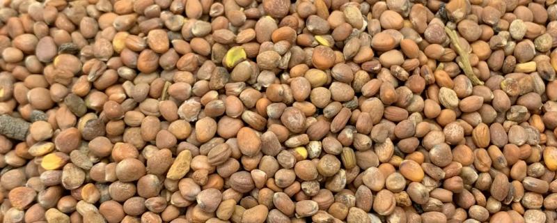 萝卜菜有没有种子，萝卜菜是有种子的