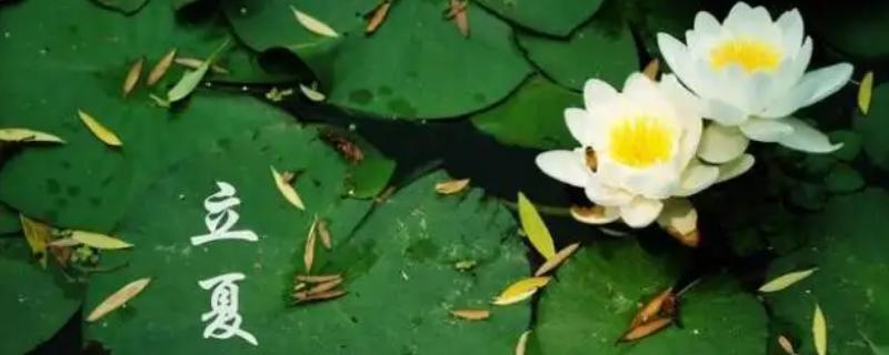 立夏是夏天到来的意思吗，表示盛夏时节的正式开始
