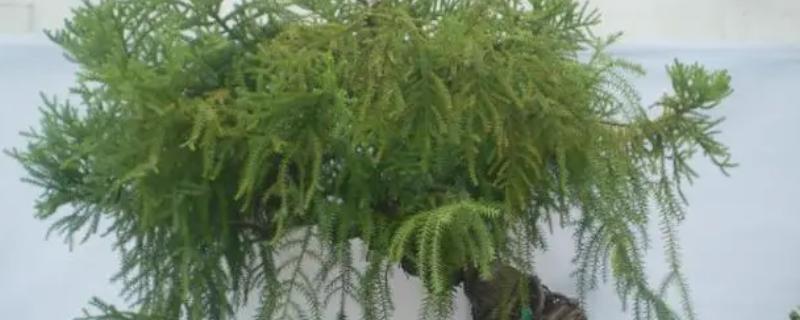 澳洲杉的花语，寓意基业长青