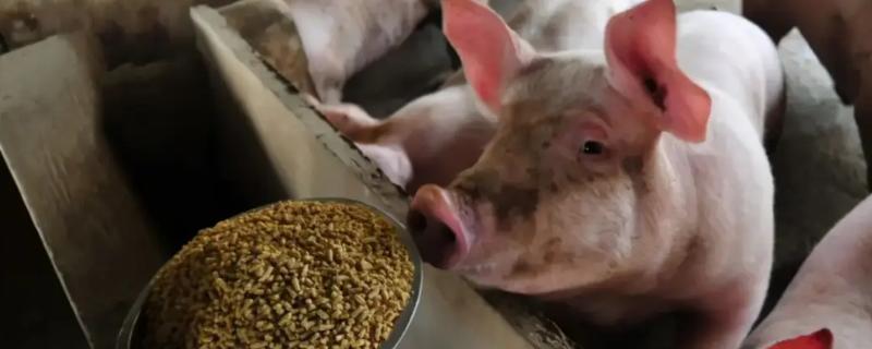 母猪料的配方，一般用玉米、麸皮、统糠等原料进行混配