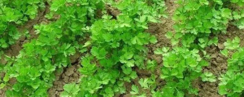 香菜根腐病的防治方法，药剂防治以土壤处理为主