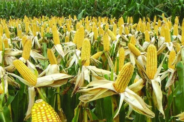 天奥380玉米种子特征特性，春播全生育期118天