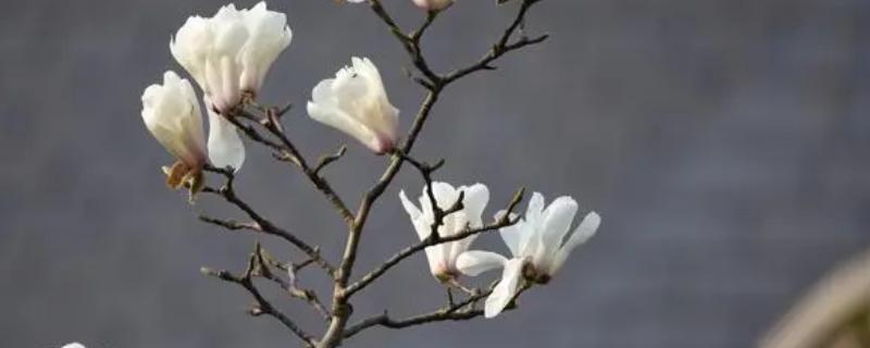 玉兰花的寓意，寓意纯洁天真、知恩图报等