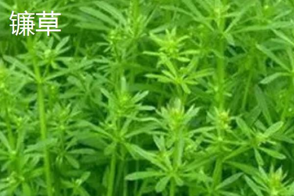 镰草和响玲草的外形特点，镰草叶子很细且呈卵形