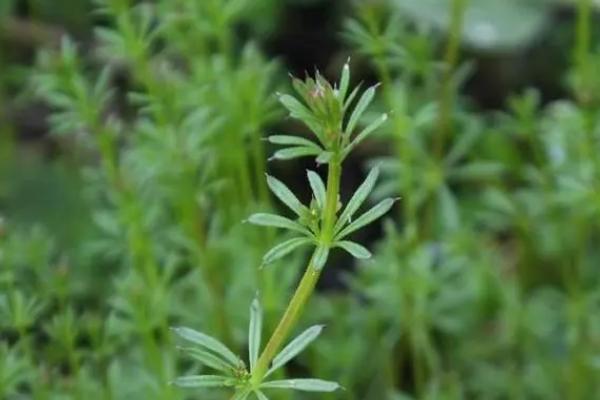 镰草和响玲草的外形特点，镰草叶子很细且呈卵形