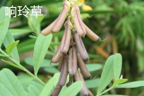镰草和响玲草的外形特点，镰草叶子很细且呈卵形