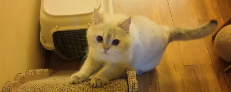 猫咪一年能生几窝小猫，最多能生4次