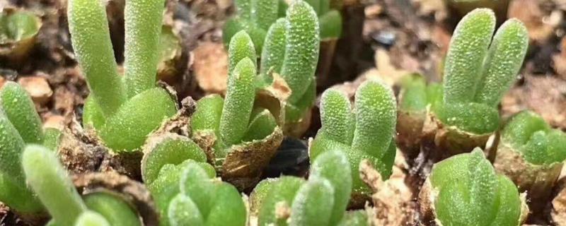 种植碧光环多肉要做哪些准备，选择在秋天这个季节中进行栽种