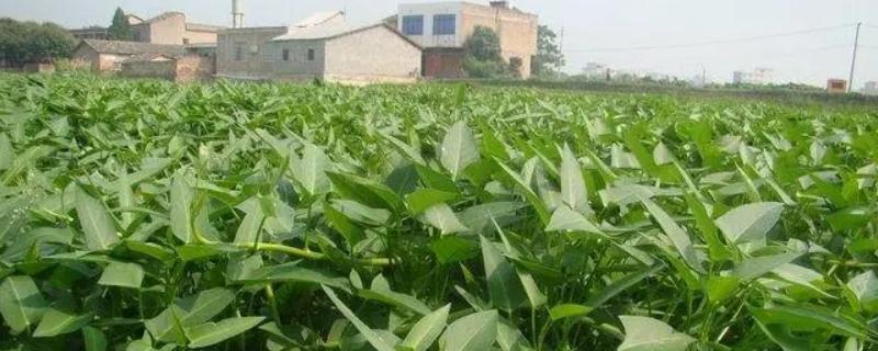 6月份适合种什么菜，可以选择种空心菜、红薯、冬瓜等