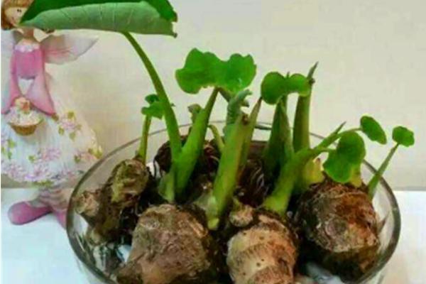 香芋怎么种，在播种之前需要进行催芽