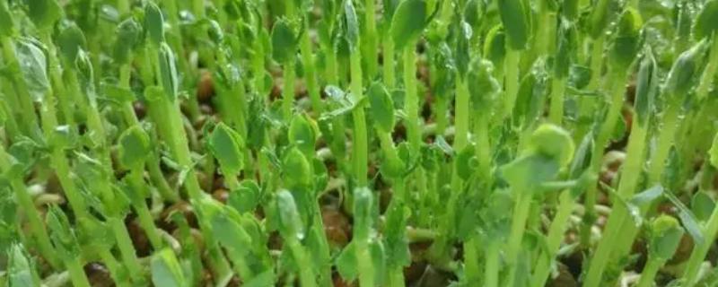 种植芽苗菜怎么避免发苦，播种前要浸泡一段时间并剔除不良的种子