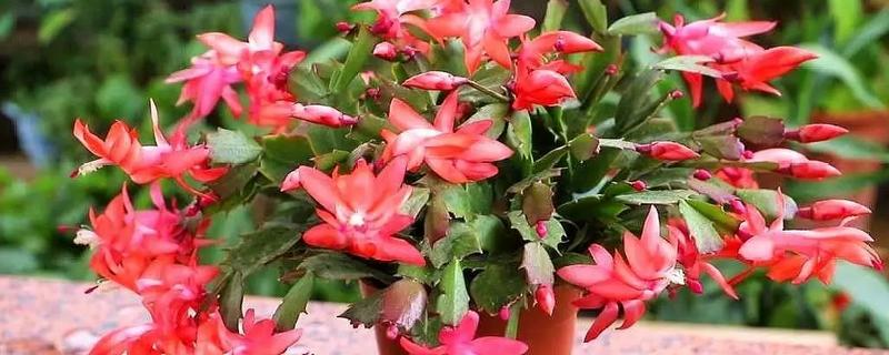蟹爪兰简介，茎节连接似螃蟹爪