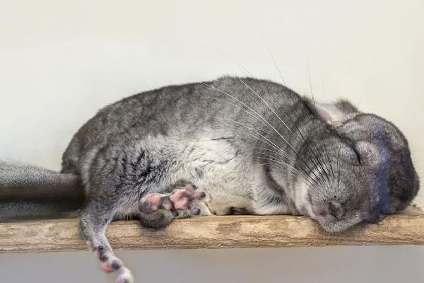 龙猫进食卡喉咙有何症状，可能产生咳嗽、呕吐、难以呼吸等表现